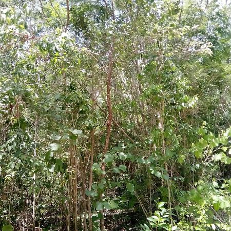 Ecolodge Uh May Francisco Uh May المظهر الخارجي الصورة