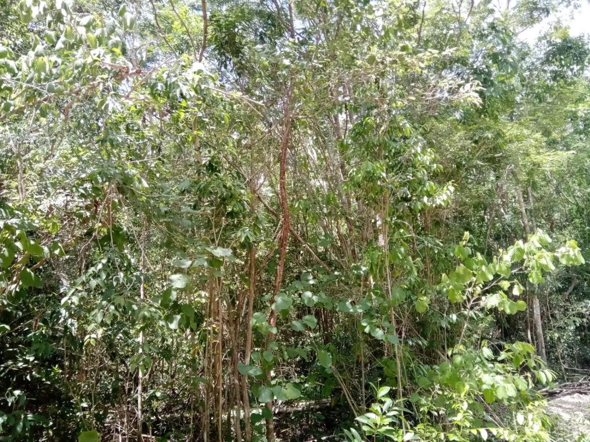 Ecolodge Uh May Francisco Uh May المظهر الخارجي الصورة