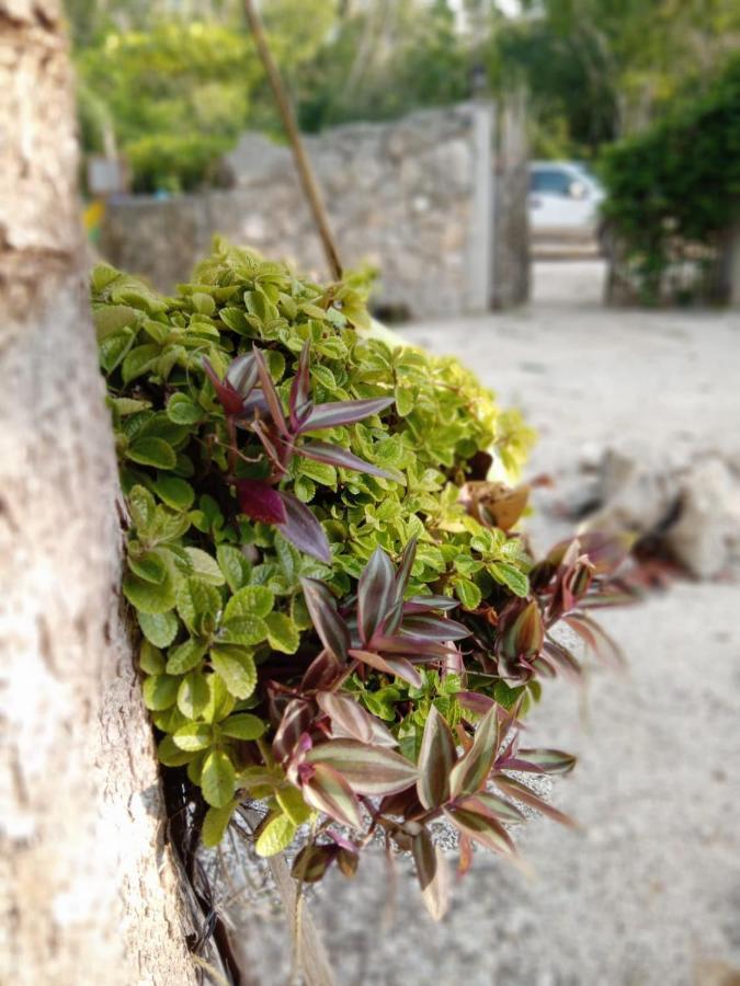 Ecolodge Uh May Francisco Uh May المظهر الخارجي الصورة