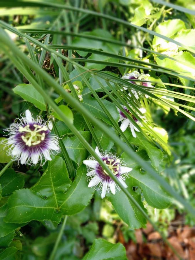 Ecolodge Uh May Francisco Uh May المظهر الخارجي الصورة